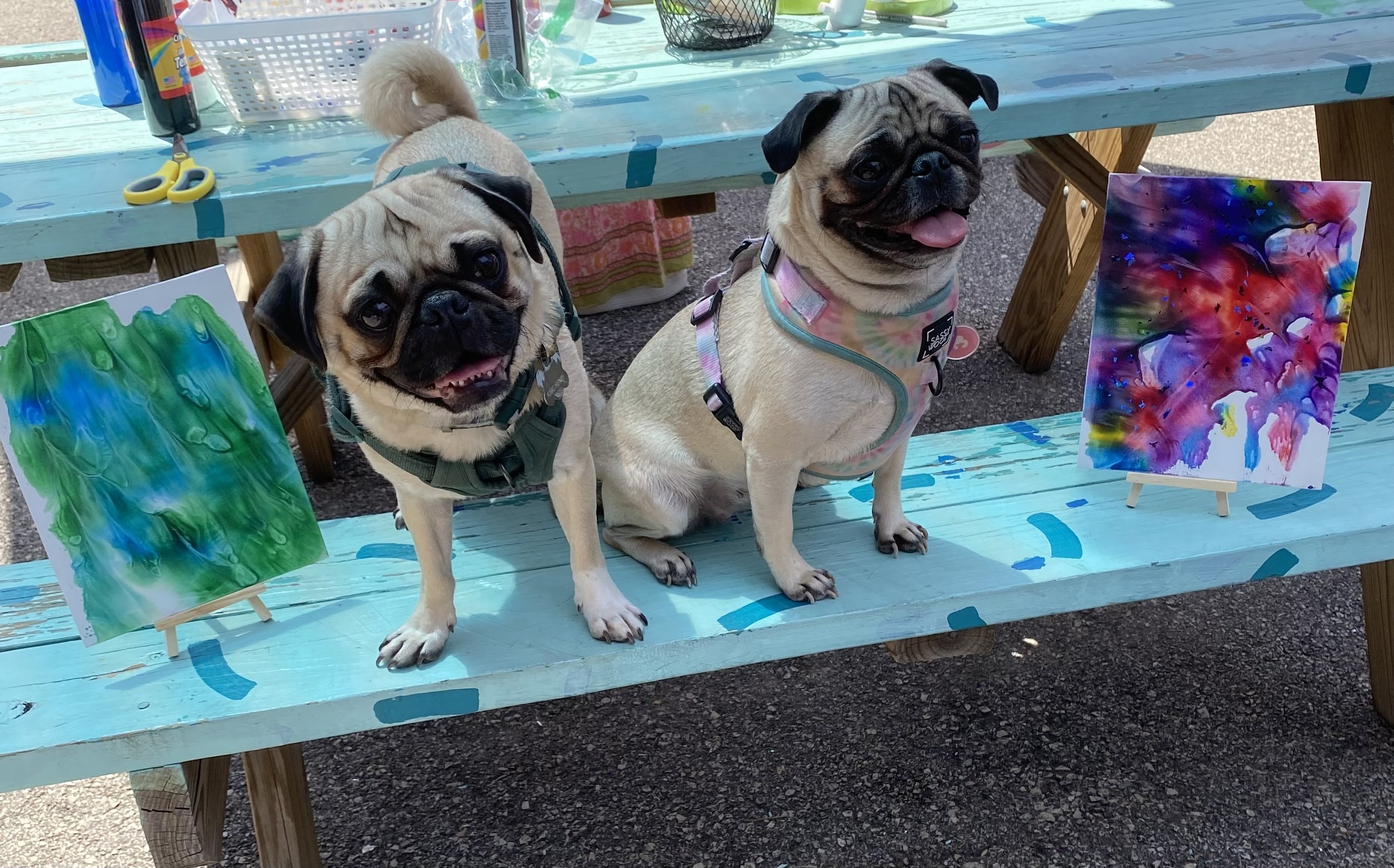 Two adorable pugs sitting on a light blue picnic bench with colorful abstract paintings on small easels beside them. The dogs are smiling, and the setting appears to be an outdoor art event.