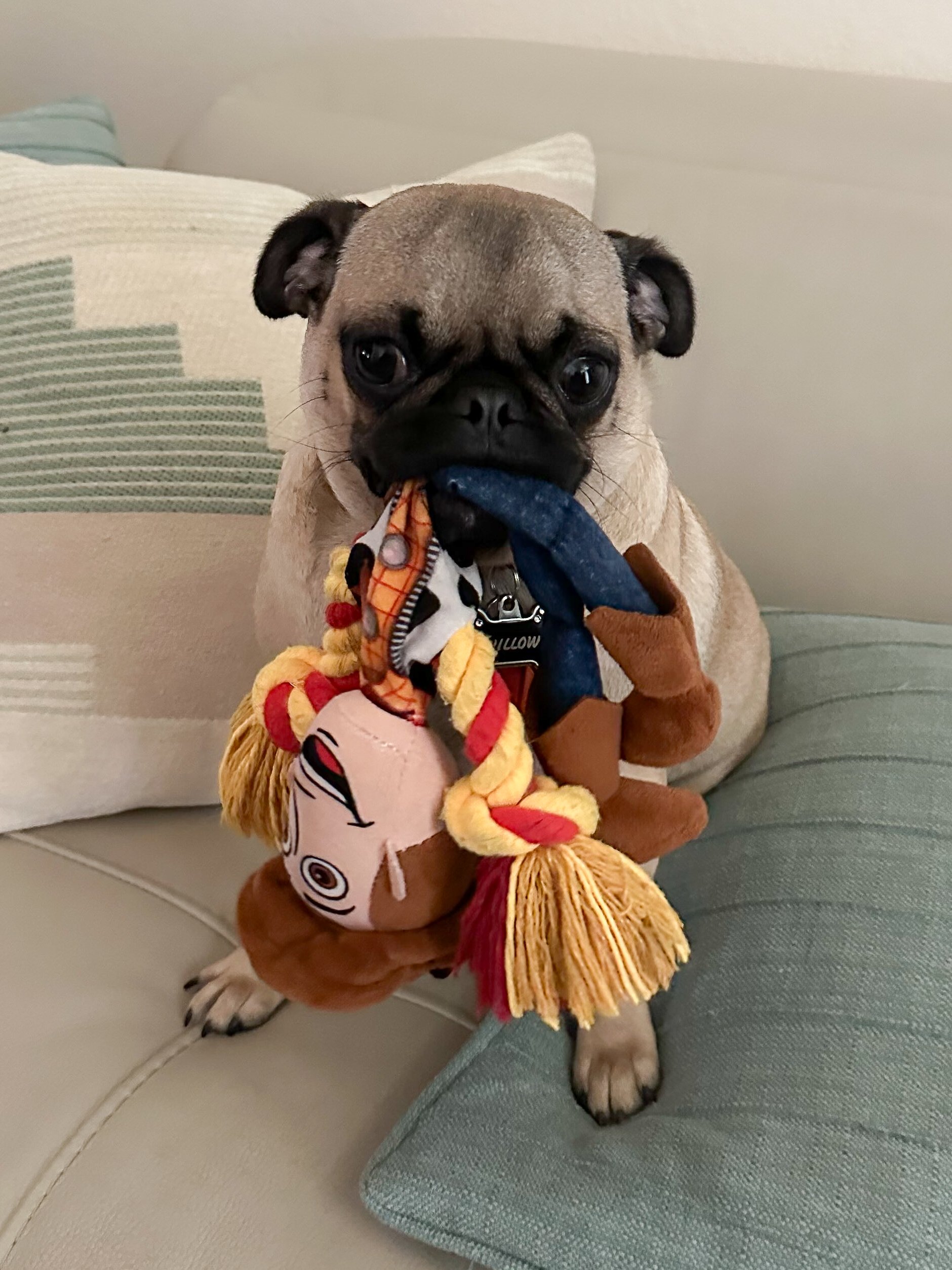 A pug dog wearing a costume with a doll and holding a toy with a plush face, sitting on a couch with cushions.